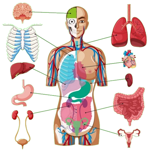 Medical Illustration Medical Illustration
