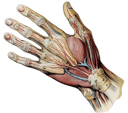 anatomical illustrations