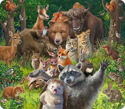 The Woodland Adventure